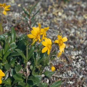 Arnica, alpine, composite, Richardson Hwy, Alaska