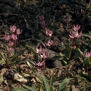 Erythronium hendersonii, lambstongue, Grants Pass, Oregon