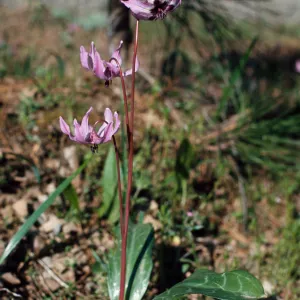 Erythronium hendersonii, lambs tongue, lily familyGrants Pass, Oregon