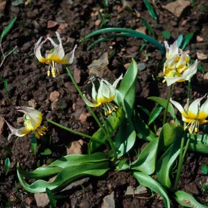 Erythronium klamathense, Klamath Adders-tongue, Pilot Rock, Oregon