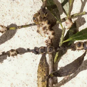 Plant Pests and Diseases, Wax scale, Ceroplastes ceriferus, Bottlebrush
