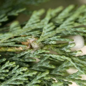 Plant Pests and Diseases, Spittlebug, Cedar