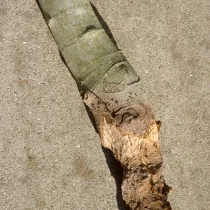 Plant Pests and Diseases, Gopher damage, Fig