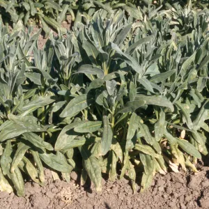 Plant Pests and Diseases, Downy mildew, Stocks