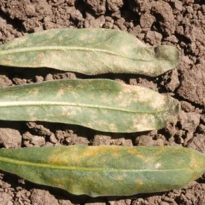 Plant Pests and Diseases, Downy mildew, Stocks