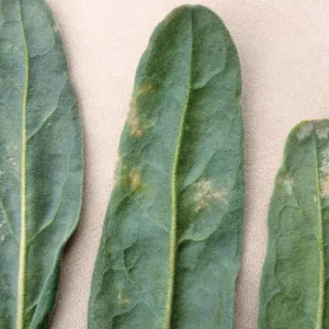 Plant Pests and Diseases, Downy mildew, Stocks