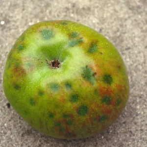 Plant Pests and Diseases, Bitter pit, Calcium deficiency, Apple