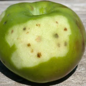 Plant Pests and Diseases, Bitter pit, Calcium deficiency, Apple