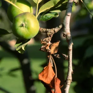 Plant Pests and Diseases, Fireblight, Apple