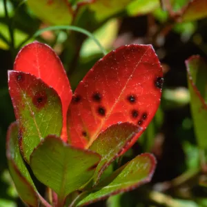 Plant Pests and Diseases, Entomosporium leafspot, Indian hawthorn