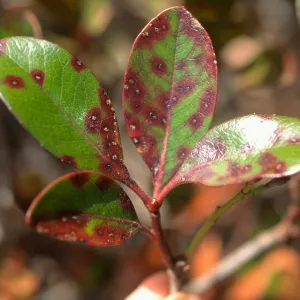 Plant Pests and Diseases, Entomosporium leafspot, Rhaphiolepis indica, Indian hawthorn