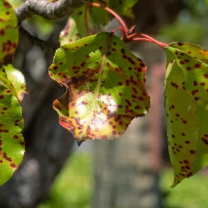 Plant Pests and Diseases, Entomosporium leafspot, Flowering pear