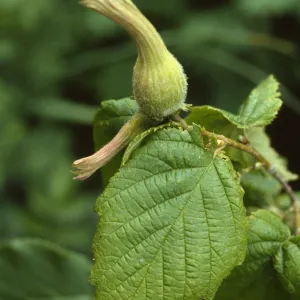 Corylus cornuta