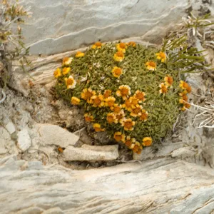 Hymenoxys lapidicola