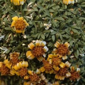Hymenoxys lapidicola