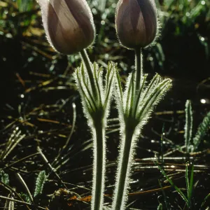 Anemone patens