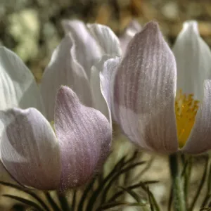 Anemone patens
