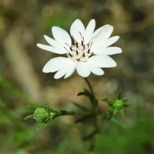 Calycadenia