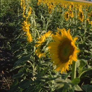 Helianthus