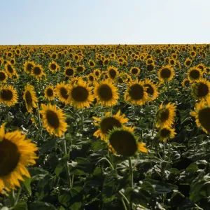 Helianthus