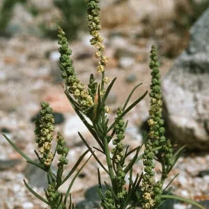 Oligomeris linifolia