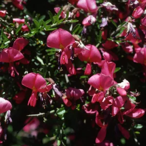 Pickeringia