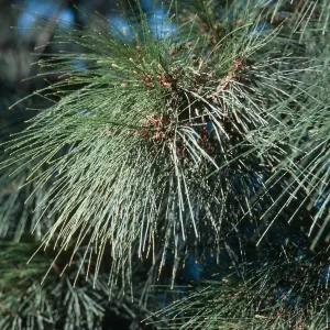 A branch covered in narrow pine needles. 