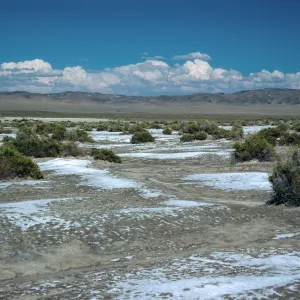 Sarcobatus, salt flats, East of Fallon, Nevada