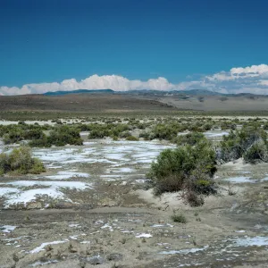 Sarcobatus, salt flats, East of Fallon, Nevada