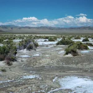 Sarcobatus vermiculatus, salt flats, East of Fallon, Nevada