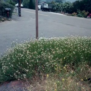 Gaura