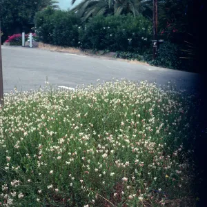 Gaura