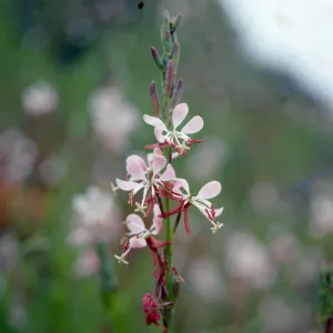 Gaura