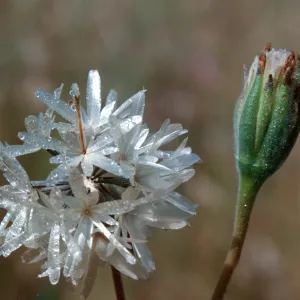 Blow wives, Achyrachaena mollis 