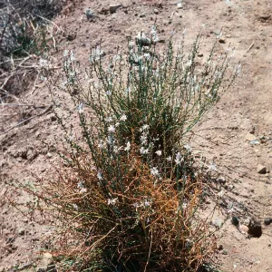 Asphodelus