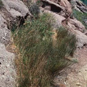 Asphodelus
