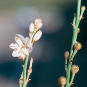Asphodelus flower