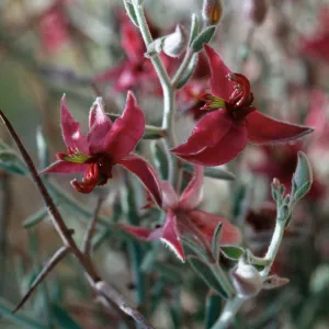 Krameria grayi