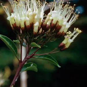 Cantua pyrifolia, Chile