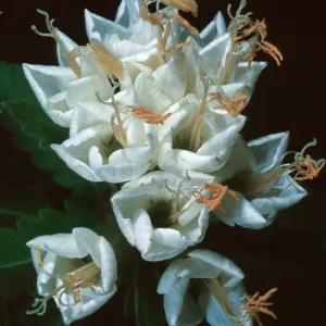 Cantua pyrifolia, Chile