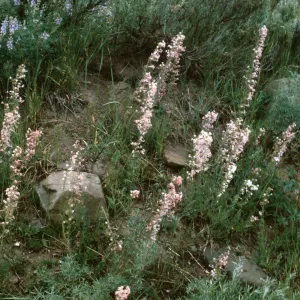 Ipomopsis aggregata attenuata, Routt County, Colorado