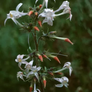 Ipomopsis aggregata attenuata, Steamboat Lake, Routt County, Colorado