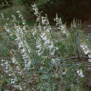 Iponopsis aggregata ssp. candida, El Paso County, Colorado