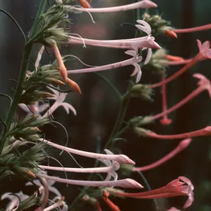 Ipomopsis aggregata ssp. candida, El Paso County, Colorado