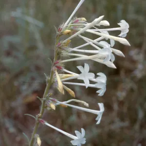 Ipomopsis aggregata ssp. candida, El Paso County, Colorado