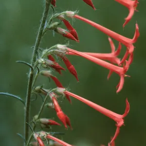Ipomopsis aggregata ssp. collima