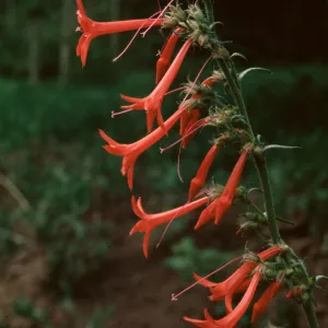 Ipomopsis aggregata ssp. collima