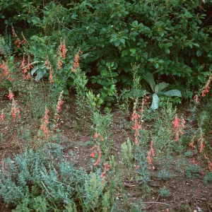 Ipomopsis aggregata collima, El Paso County, Colorado