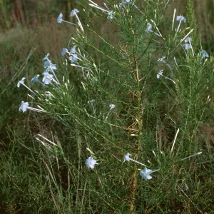 Ipomopsis longiflora longiflora, Weld County, Colorado