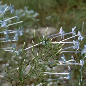 Ipomopsis longiflora ssp. longiflora, Weld County, Colorado